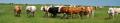 East of England Grazing Forum logo
