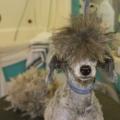 Armers Mucky Paws Pet Shop & Mutz Cutz Dog Grooming Salon image 2