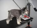 Shaggy Chic Dog Grooming Salon image 8