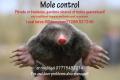 Mole control, professional Mole catcher image 1