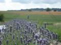 Shropshire Lavender image 1