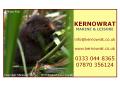 Kernowrat image 4