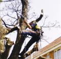 Cheshire Tree Services image 1