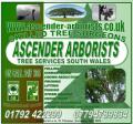 ASCENDER ARBORISTS image 4