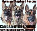 GERMAN SHEPHERD RESCUE, CAMBS, NORFOLK AND SUFFOLK logo