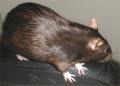 Zaxxan-Firenza fancy pet Rats image 7