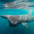 Padstow Sealife Safari, Wildlife Tours & Fishing Trips image 3