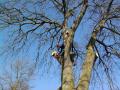 professional tree services image 4