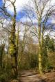 Highgate Wood image 7