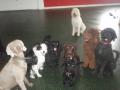 Walkiestime Dog School image 2