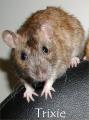 Zaxxan-Firenza fancy pet Rats image 8