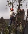 Nunhead Tree Care - Tree Surgeon South London image 4