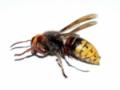 Country Pest Control - Berkshire image 1