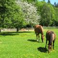 Woodend Farm House Bed and Breakfast image 7