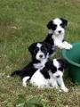 Tibetan Terrier Dogs image 5