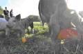 Roundwood Orchard Pig Company image 3