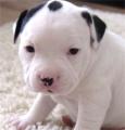 Staffy Pups for Sale image 1