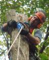 WildeWood Tree Services image 2