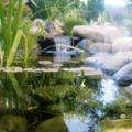 Classic Ponds image 7