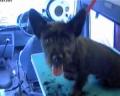 Mobile Dog Wash & Grooming image 2