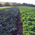 Riverford organic vegetables image 2