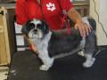 MOIRA DOG GROOMING image 2
