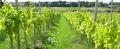 Ryedale Vineyards image 2