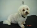 Shaggy Chic Dog Grooming Salon image 2
