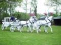 Alva Evans Horsedrawn Carriages image 3