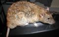 Zaxxan-Firenza fancy pet Rats image 4