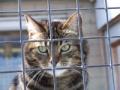 RSPCA Chesterfield and North Derbyshire Branch image 3