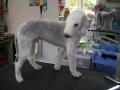 Dinky Dogs Grooming image 2