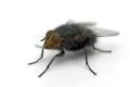 Rapid Pest Control Services, Newbury image 4