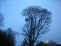 Cheshire Tree Felling image 1