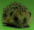 Hedgehog Creations - Web Design logo