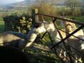 Greenholme Alpacas image 2