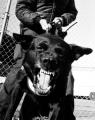 Guard Dog Security image 10
