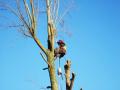 Springbank Garden and Tree Services image 4
