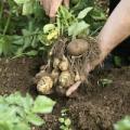 Riverford Organic Vegetables image 9
