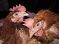 Lincs Little Hens Battery hen rescue image 2