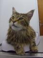 Cat's Whiskers Veterinary Clinic LLP (Worthing) image 6
