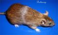 Zaxxan-Firenza fancy pet Rats image 5