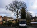 clee tree services image 3