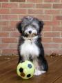 Tibetan Terrier Dogs image 7