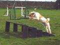 Zacton Dog Agility Training image 2