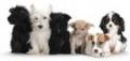 Free Cheap Pet Insurance Quotes Swindon image 2