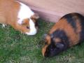 N and J Guinea Pig Holidays image 1