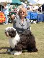Tibetan Terrier Dogs image 4