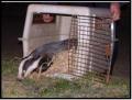 Rogers Wildlife Rescue image 4