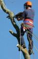 Tree Surgeon in Leeds image 3